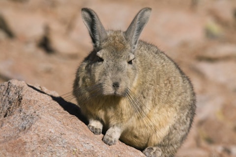 Steve Smith/Shutterstock.com