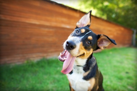 The Dog Photographer/Shutterstock.com