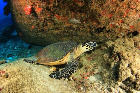 Rich Carey/Shutterstock.com