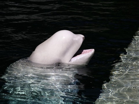 Ross Strachan/Shutterstock.com