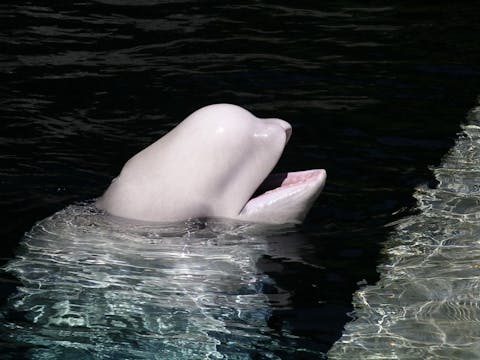 Ross Strachan/Shutterstock.com