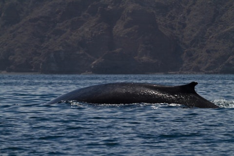 Mogens Trolle/Shutterstock.com