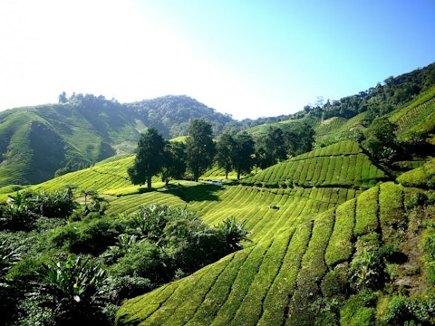 tea-plantation-261515_1280