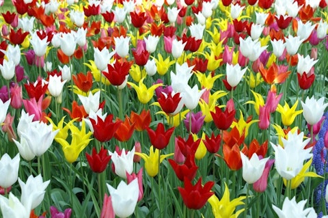 tulips-181919_1280