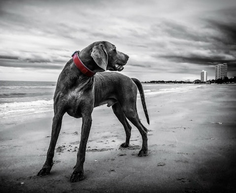 weimaraner-143753_1280