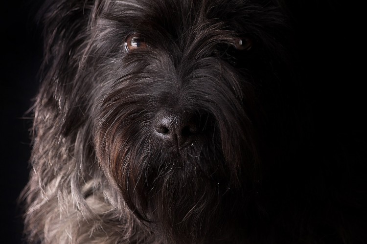 Giant Schnauzer