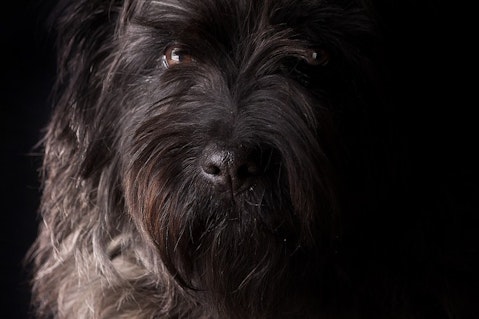 Giant Schnauzer