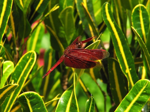 Casper Simon/shutterstock.com