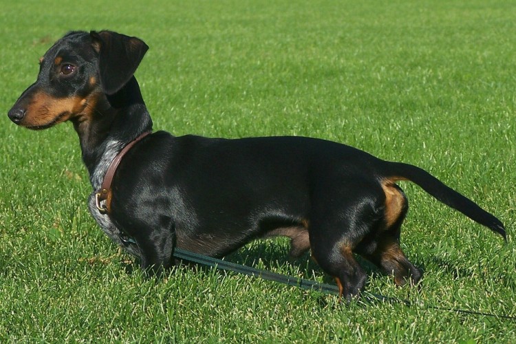 The Dachsund