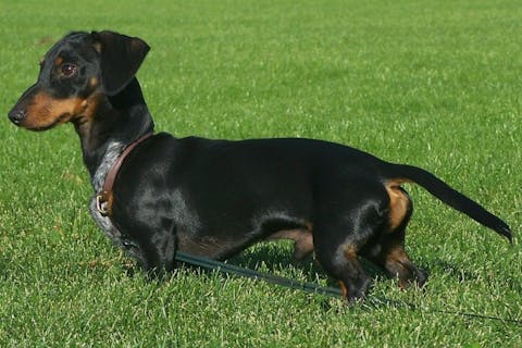 The Dachsund