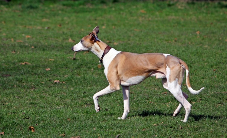 Whippet
