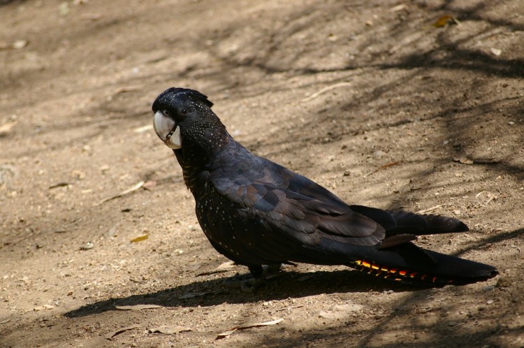black-cockatoo-250859_1280