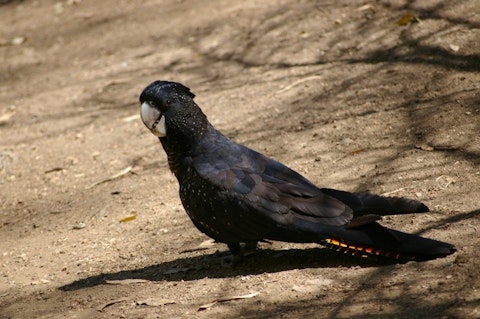 black-cockatoo-250859_1280
