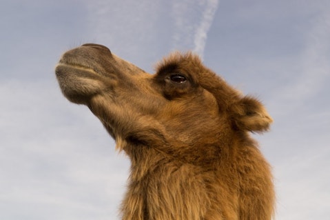 camel-535245_1280