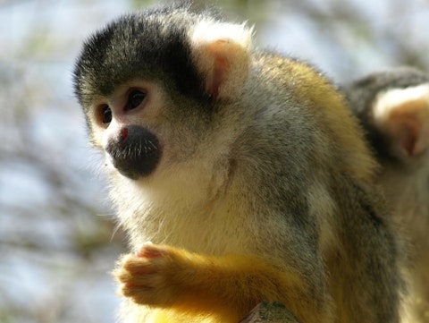 capuchin-327369_1280