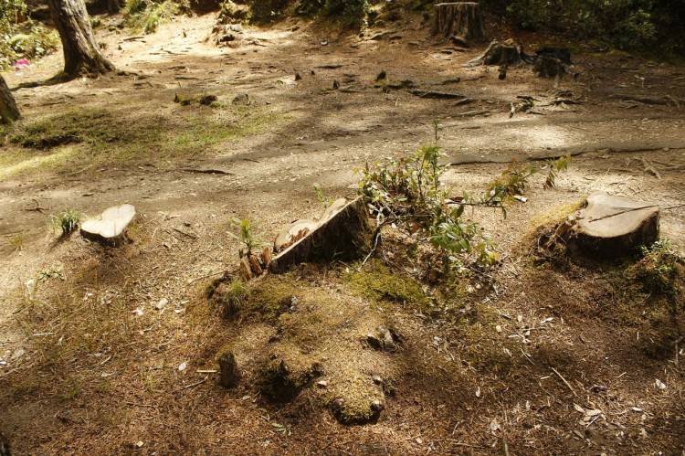 Countries with the Highest Deforestation Rates in the World