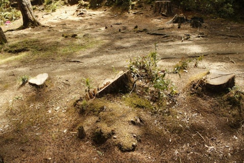 Countries with the Highest Deforestation Rates in the World