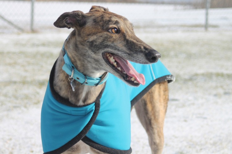 greyhound-644732_1280