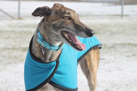 greyhound-644732_1280