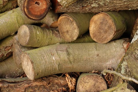 Countries with the Highest Deforestation Rates in the World