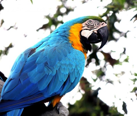 macaw-410144_1280