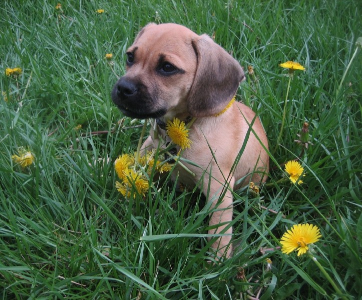 puggle-puppy-750758_1280