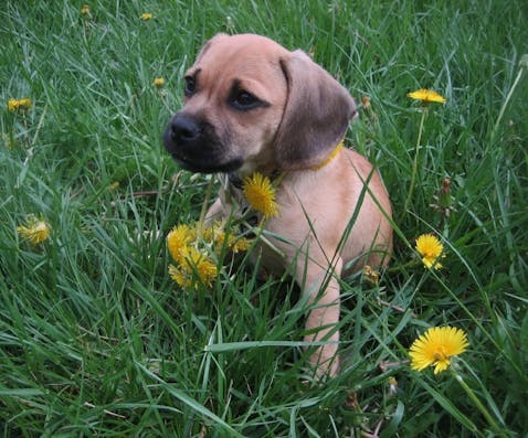 puggle-puppy-750758_1280