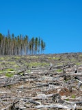 10 Countries with the Highest Deforestation Rates in the World