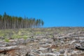 10 Countries with the Highest Deforestation Rates in the World
