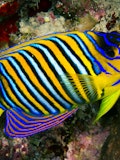 11 Most Expensive Tropical Fish in the World