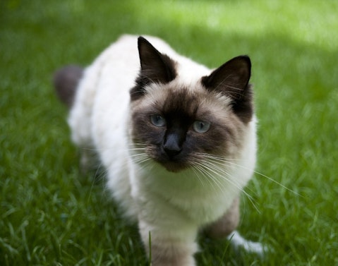 Most Expensive Cat Breeds in the World