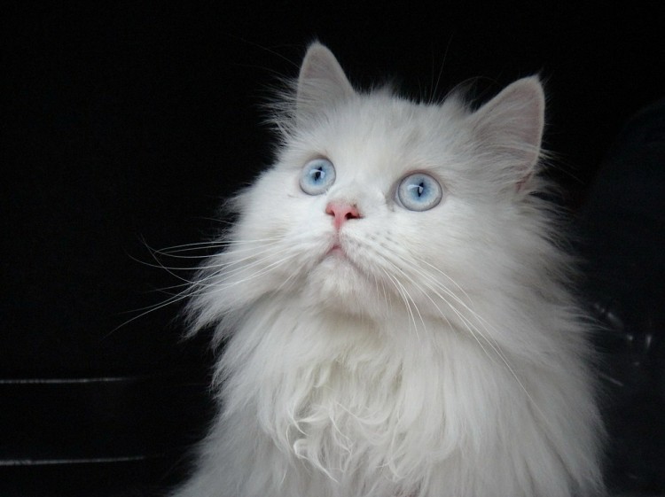 Most Expensive Cat Breeds in the World