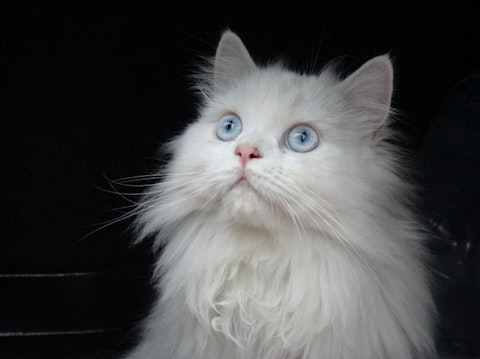 Most Expensive Cat Breeds in the World