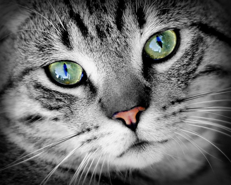 Most Expensive Cat Breeds in the World