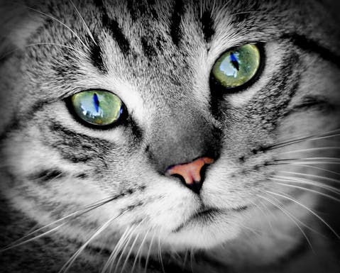 Most Expensive Cat Breeds in the World