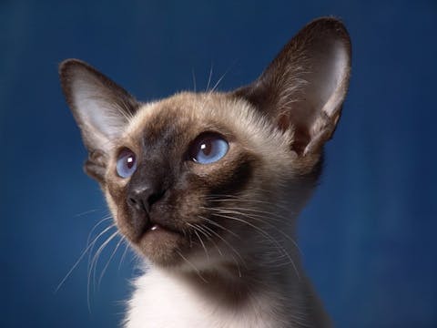 Most Expensive Cat Breeds in the World