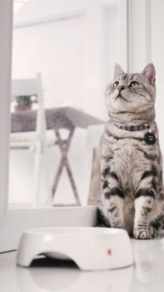 Most Expensive Cat Breeds in the World