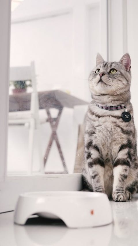 Most Expensive Cat Breeds in the World