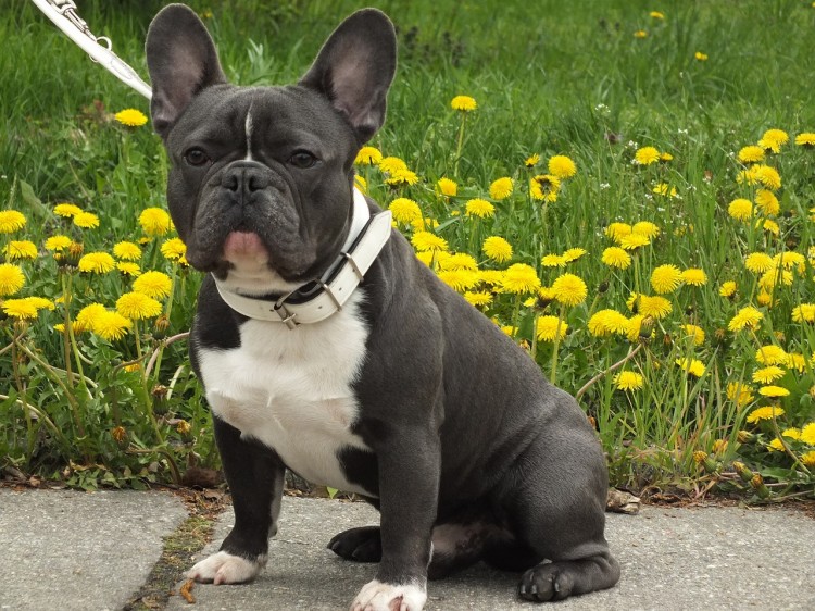 Most Expensive Dog Breeds in the World