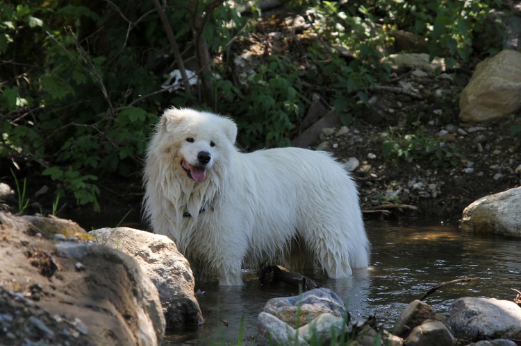 Most Expensive Dog Breeds in the World