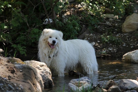 Most Expensive Dog Breeds in the World