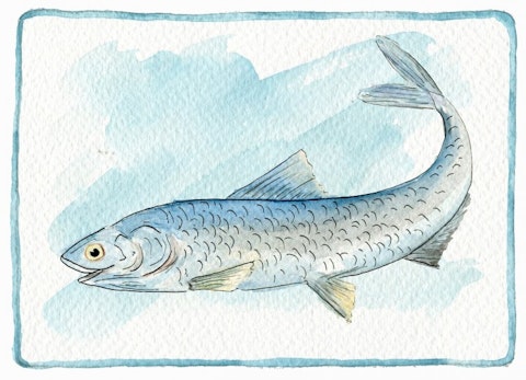 Best Premium Pet Foods