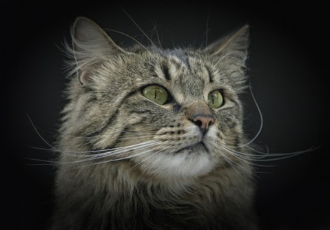 Most Expensive Cat Breeds in the World