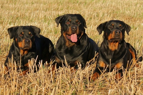 Most Expensive Dog Breeds in the World