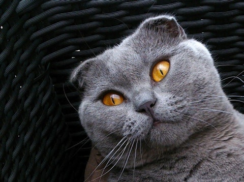 Most Expensive Cat Breeds in the World