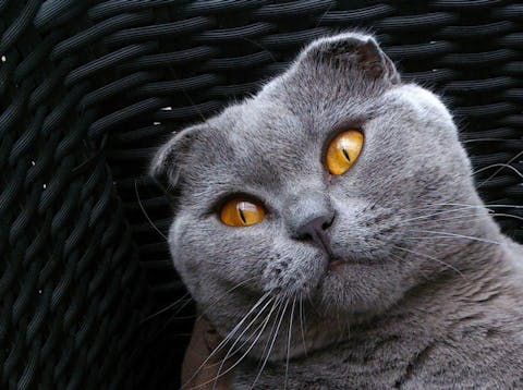 Most Expensive Cat Breeds in the World
