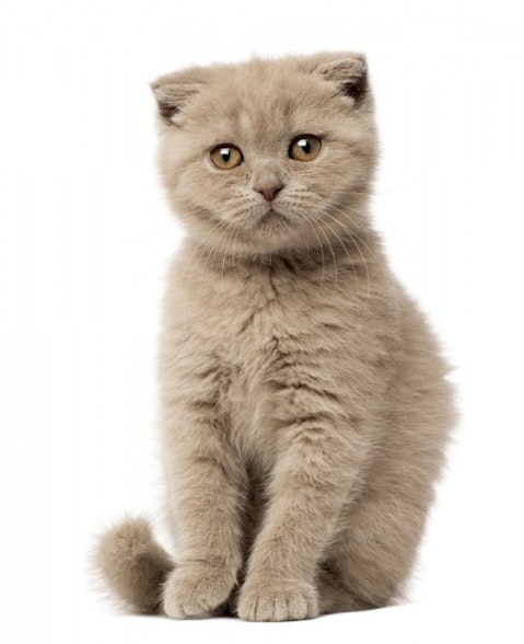 Most Expensive Cat Breeds in the World