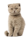 16 Most Expensive Cat Breeds in the World