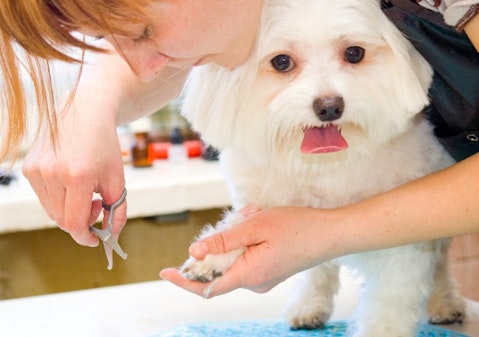Most Profitable Pet Businesses to Start Today