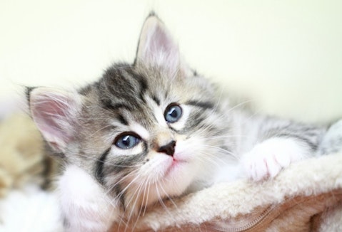 Most Expensive Cat Breeds in the World